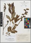 Foto von Salix caprea L. x Salix purpurea L.
